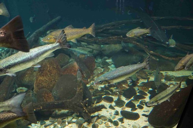 Ozeaneum Stralsund